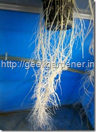 Aeroponics2