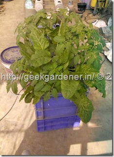 Aeroponics4