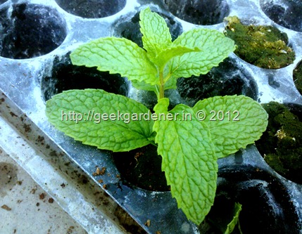 How to grow Mint from cuttings