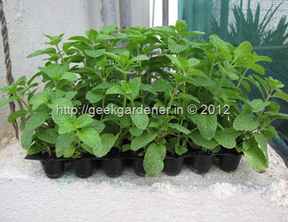 GardenVeggies 036