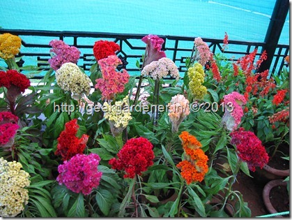 LalbaghFlowerShow-0900