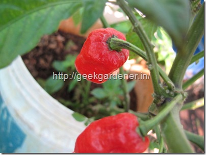 Ripe Bhut Jolokia