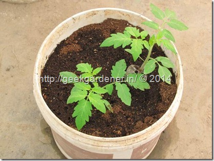 Transplanted-SanMarzano-Seedling