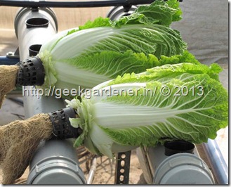 chinese-cabbage-harvest