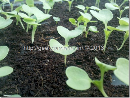 chinese-cabbage-seedlings