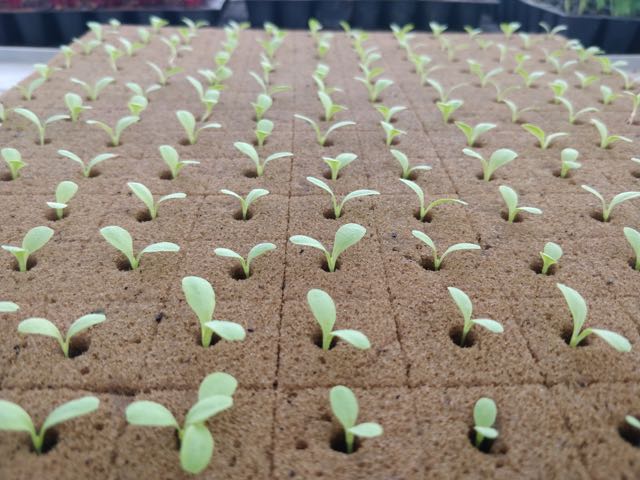 Growing Cos Lettuce seedlings in foam