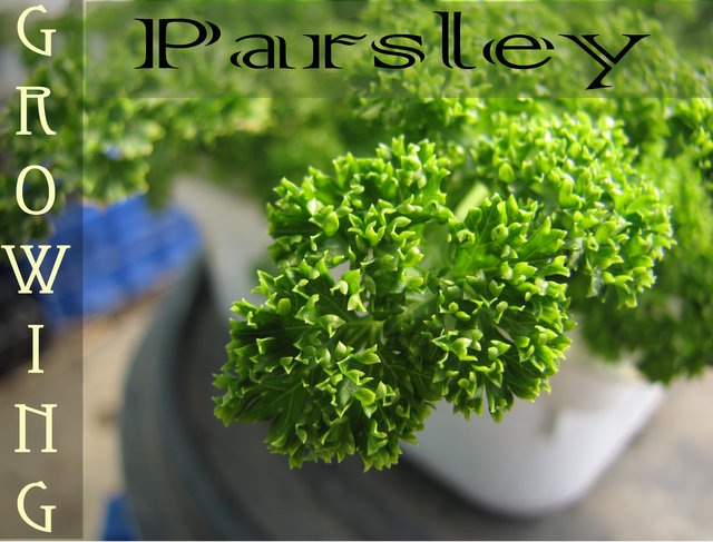 Growing Parsley - How to grow Parsley 