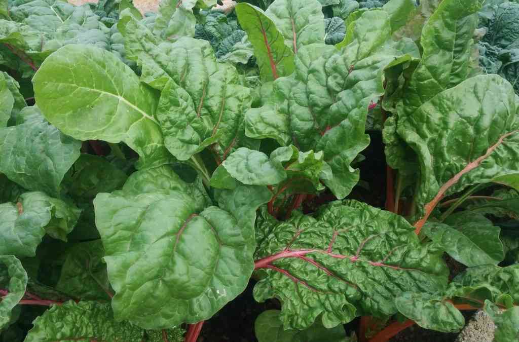 Terrace Garden Ideas Bangalore urban gardening, terrace gardening and hydroponics - ideas, tips Terrace Garden Ideas Bangalore urban gardening, terrace gardening and hydroponics - ideas, tips