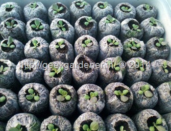 lettuce-seedling-plugs