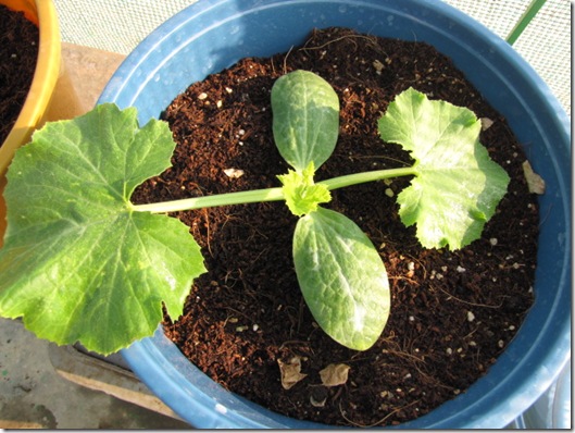 1 week old zuchini squash