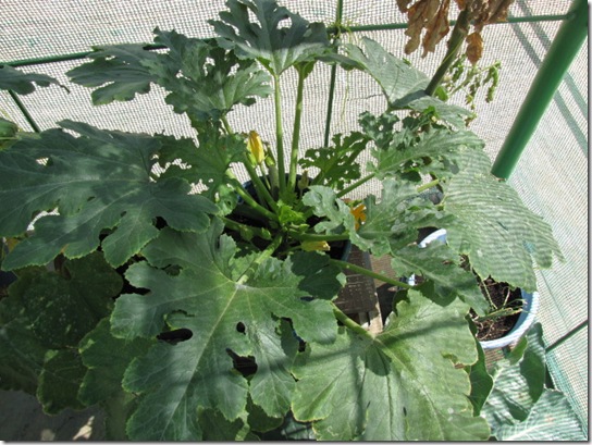 one month old zucchini