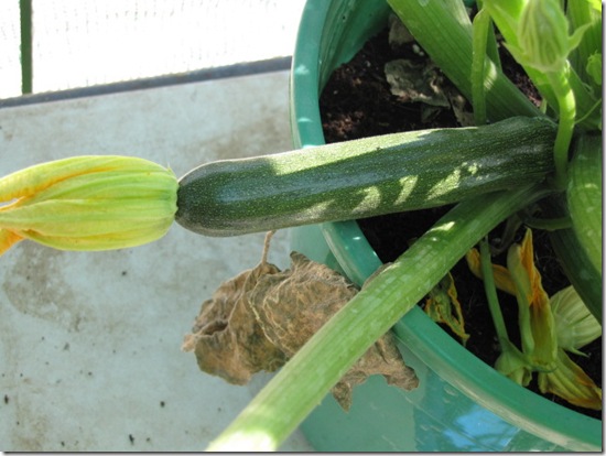 pollinated zucchini