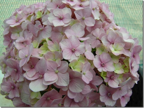 Hydrangea Propagation – How To Propagate Hydrangeas From Cuttings