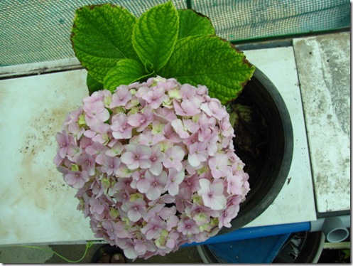 Hydrangea Propagation – How To Propagate Hydrangeas From Cuttings Hydrangea Propagation – How To Propagate Hydrangeas From Cuttings