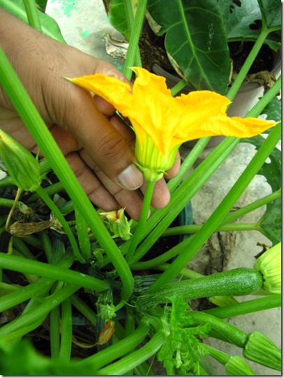 zucchini male flower