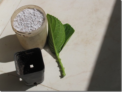 Hydrangea Propagation – How To Propagate Hydrangeas From Cuttings Hydrangea Propagation – How To Propagate Hydrangeas From Cuttings