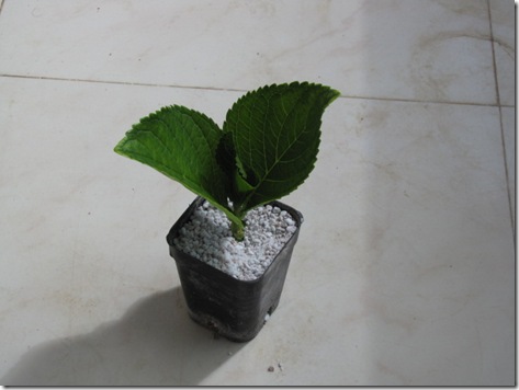 Hydrangea Propagation – How To Propagate Hydrangeas From Cuttings Hydrangea Propagation – How To Propagate Hydrangeas From Cuttings