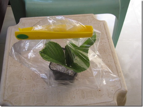 Hydrangea Propagation – How To Propagate Hydrangeas From Cuttings Hydrangea Propagation – How To Propagate Hydrangeas From Cuttings