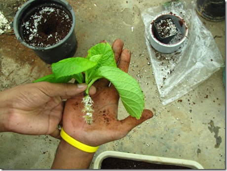 Hydrangea Propagation – How To Propagate Hydrangeas From Cuttings Hydrangea Propagation – How To Propagate Hydrangeas From Cuttings