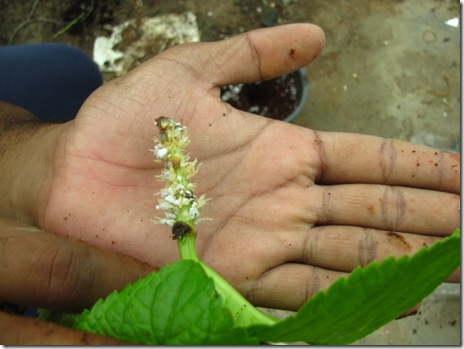 Hydrangea Propagation – How To Propagate Hydrangeas From Cuttings Hydrangea Propagation – How To Propagate Hydrangeas From Cuttings