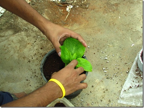 Hydrangea Propagation – How To Propagate Hydrangeas From Cuttings Hydrangea Propagation – How To Propagate Hydrangeas From Cuttings