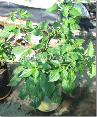 bhut/naga jolokia fullygrown 2 and half months old