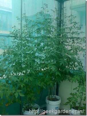 tomato-plant