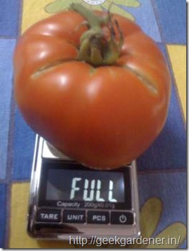 tomato-weight